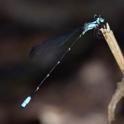 Palaemnema nathalia (Nathalia Shadowdamsel) male.jpg